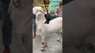 Thiamine Deficiency in goatBefore Treatment [upl. by Rafter]