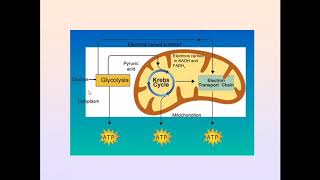 Pyruvate Dehydrogenase Complex Regulation Significance and Deficiency in Urdu Hindi  Metabolism [upl. by Bernarr]