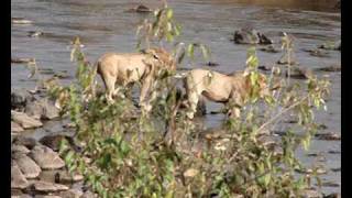 Two lions crossing the Mara river  Kenya [upl. by Aurilia]