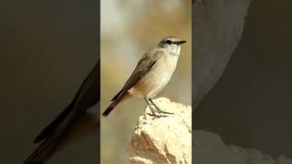 Isabelline Wheatear Oenanthe isabellina😍🖤 [upl. by Rheims451]