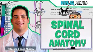 Development of spinal cord  CNS Embryology Part 2 [upl. by Latrina431]