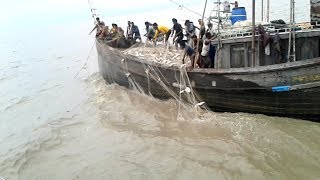 মেঘনা নদীতে জেলেদের ঝাঁকে ঝাঁকে রুপালি ইলিশ ধরার দৃশ্য video by krishoker tv [upl. by Airtemak641]