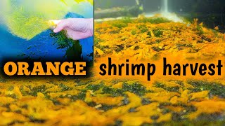 Orange Neocaridina Shrimp Farm Harvest [upl. by Marabel]