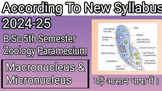 Bsc 5th Semester Zoology Paramecium Macro Nucleus amp Micronucleus zoology Letsgraduate [upl. by Nileuqcaj]