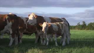 Irish Simmental The Complete Beef Breed [upl. by Martella]