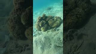 I found these coral reefs in Soma Bay Hurghada  egypt snorkeling 🤿🇪🇬 travel redsea snorkeling [upl. by Oah]