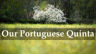 Working on Our Portuguese Quinta [upl. by Kragh]