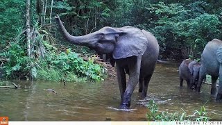 Les éléphants de Nyonié au Gabon 2016  The African forest elephant Loxodonta cyclotis [upl. by Enyaz]