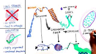 What is Chromatin [upl. by Acir]