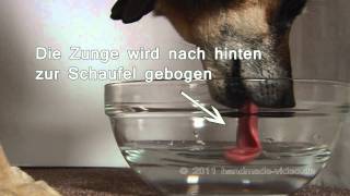 Wie trinken Hunde [upl. by Valorie]