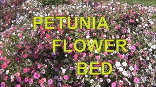 Petunia Flower from Seed  Planted in Garden Beds [upl. by Ahidam]