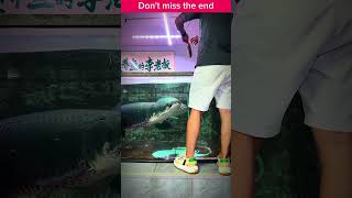 Unpacking the Hype Around arapaima 🐠 ytshorts [upl. by Cosette]