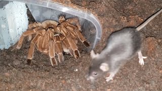 Theraphosa Blondi Golias comendo Rato 4K 60fps [upl. by Alyehc]