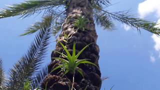 Tillandsia Flexuosa Vivipara [upl. by Riker487]