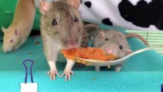 Series 13 Recipe for Rat Constipation Treatment [upl. by Doretta]