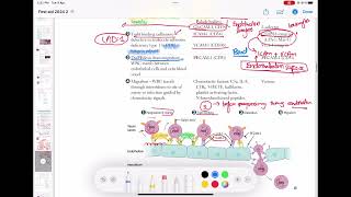 Leukocyte Extravasation  Margination  Adhesion Transmigration Migration Pathology 31 usmle [upl. by Barbe]