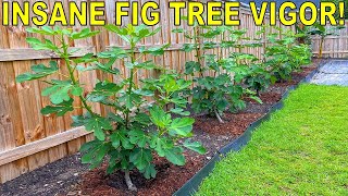 My SECRET To INSANE Fig Tree Vigor [upl. by Notle814]