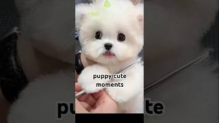 cute momenta of puppies [upl. by Bonns]