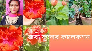 বিভিন্ন প্রকার জবা ফুল গাছ🌺🌺 China rose🌺🌺vlog videolong videoflower collection [upl. by Eedak743]