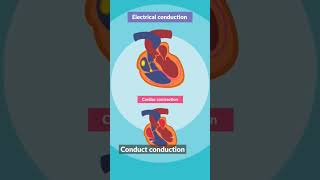 ECG Learn heart ecg ecgheart heartcondition [upl. by Notlehs]