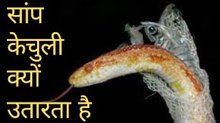 सांप केचुली क्यों उतारता है Why Do Snakes Shed Their Skinsnake KnowWhy [upl. by Gillie]