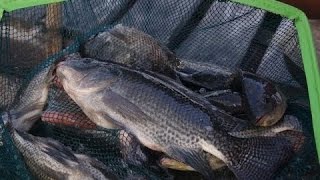 TILAPIA CAGE CULTURE FARMING  PAPUA NEW GUINEA [upl. by Ohce]