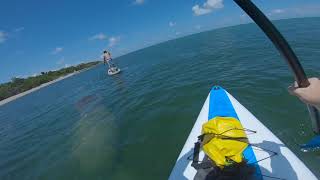 Paddle Boarding Virginia Key [upl. by Enirac]