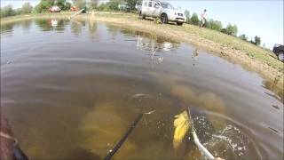 Electrofishing Large Essex Carp [upl. by Ecirehc864]