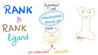 RANK and RANKLigand  How Your Bone Is Broken Down [upl. by Rebecka]