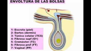 PAREDES DE ABDOMEN 5 [upl. by Ciprian]