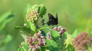 Pipevine Swallowtail [upl. by Reffinnej]