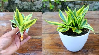 How to grow sansevieria plant from cuttings  snak plant propagation  sansevieria plant care [upl. by Briny299]