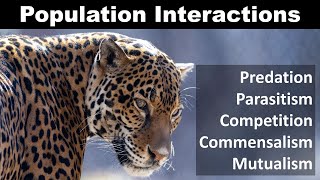 Population Interaction Predation Competition Parasitism Commensalism mutualism [upl. by Myrlene]