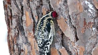 Woodpeckers  Calming Relaxing Video [upl. by Aihsotan678]