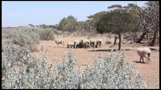 The Benefits of Saltbush in the SA Mallee [upl. by Jayson]