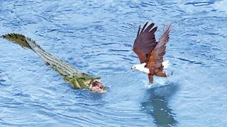 Eagle Steals from Crocodile Croc Steals it Back [upl. by Rosy]