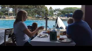 DINE WITH ORCAS SEAWORLD SAN DIEGO JULY 30 2022 [upl. by Aneerb]