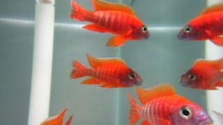 How To Breed African Cichlids [upl. by Airdnat]