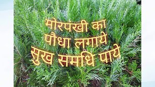 मोरपंखी के पौधे के फायदे जानकर हैरान रह जायेगे आप Morpankhi plant banifits [upl. by Zug337]