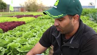 Rijk Zwaan  Innovation in baby and crunchy lettuce [upl. by Eileen22]