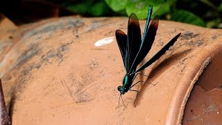 Calopteryx virgo  BlauflügelPrachtlibelle  Beautiful Demoiselle [upl. by Clark]