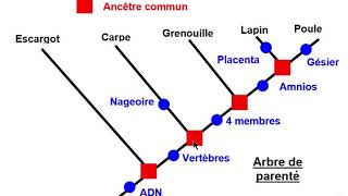 Arbre de parenté [upl. by Nnarual]