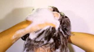 Shampoo Lathered [upl. by Ynahpets]