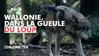 Wallonie dans la gueule du loup  investigation [upl. by Linette696]