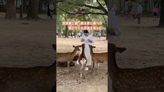 奈良鹿公園：観光客が鹿への餌やりやお辞儀を楽しむ  Nara park deer in japan deerpark japan [upl. by Anahahs51]