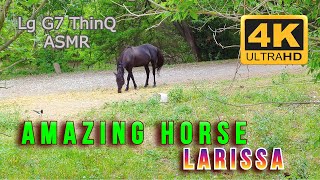 Horse is eating in Nature sound ASMR [upl. by Anirb]