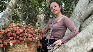 Harvest lychees to go to the market to sell amp garden [upl. by Juliano]