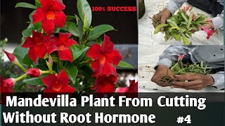 Mandevilla Plant From Cutting Without Root HormoneMandevilla Propagation A To Z [upl. by Dibbrun]