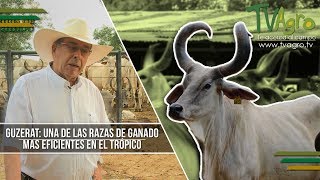 Guzerat Una de las Razas de Ganado mas Eficientes en el Tropico  TvAgro por Juan Gonzalo Angel [upl. by Ase]