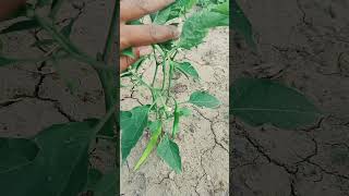 chilli grafting gardening pepper cuttinggarden tomato gardeing vegetables gardining 🌱🌱💯💯 [upl. by Materse]